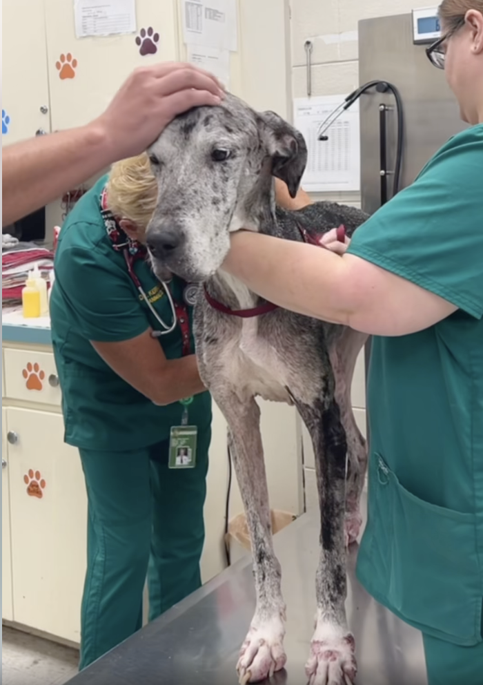 Starved, Scabbed, and Abandoned: The “Picky Eater” Excuse That Nearly Killed Two Dogs